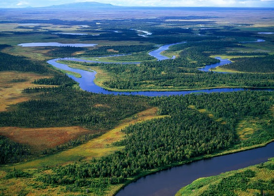 Denial of Alaska Ballot Question to Protect Salmon Habitat Appealed to Superior Court